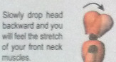 neck2