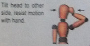 neck8